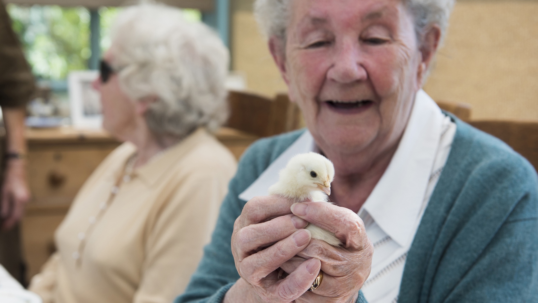 Huntingdon: Chicks hatched at Cromwell House Care Home - Thumbnail